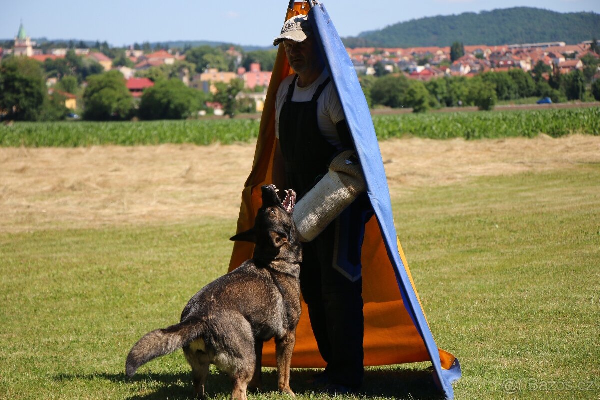 Německý ovčák - štěňátka s PP - 13