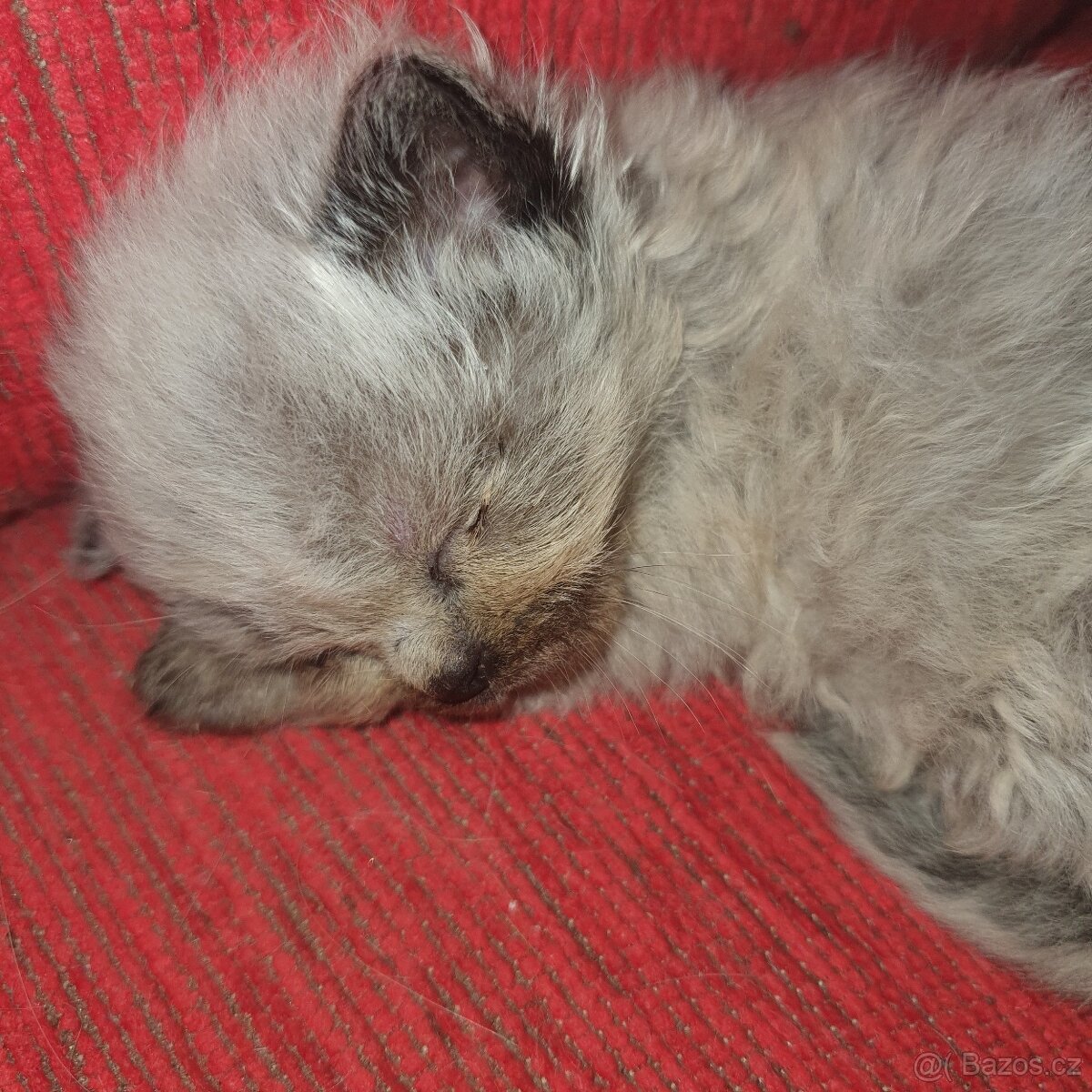 Kocurik ragdoll - 13