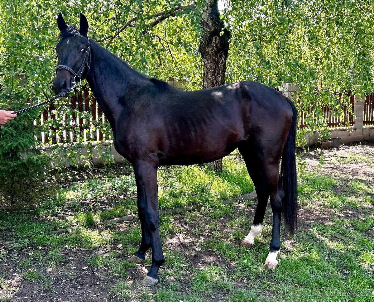 klisny čt vrané - 13