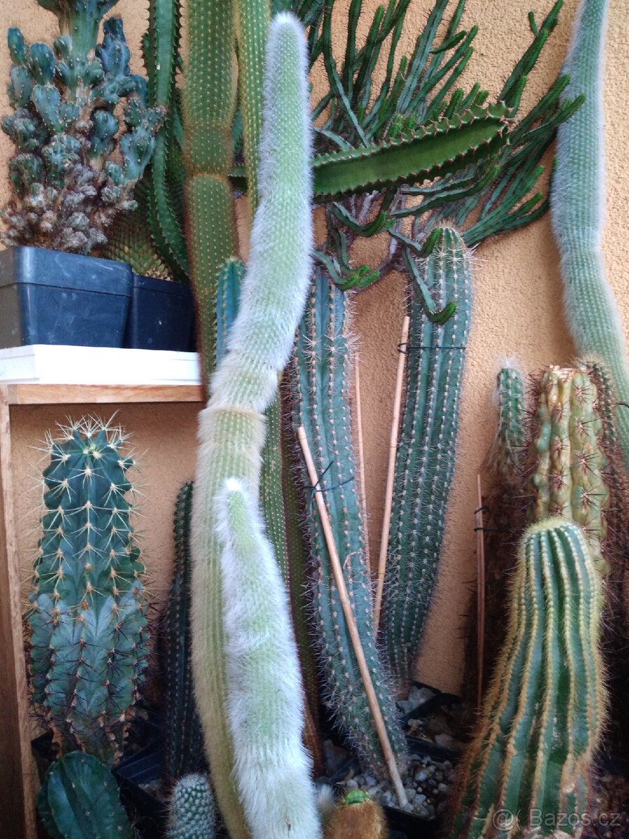 Sbírka kaktusů - 13