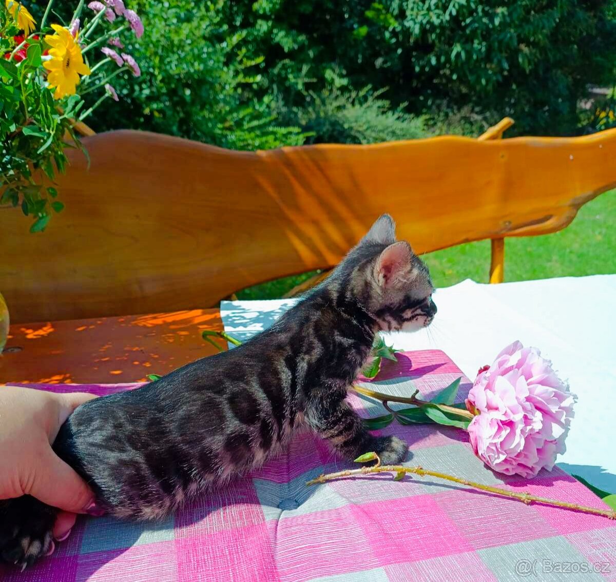 Předběžná Rezervace luxusní Bengálská koťáta s PP - 13