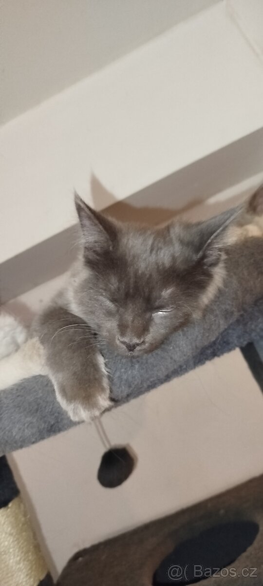 Mainská mývalí bez pp - 13