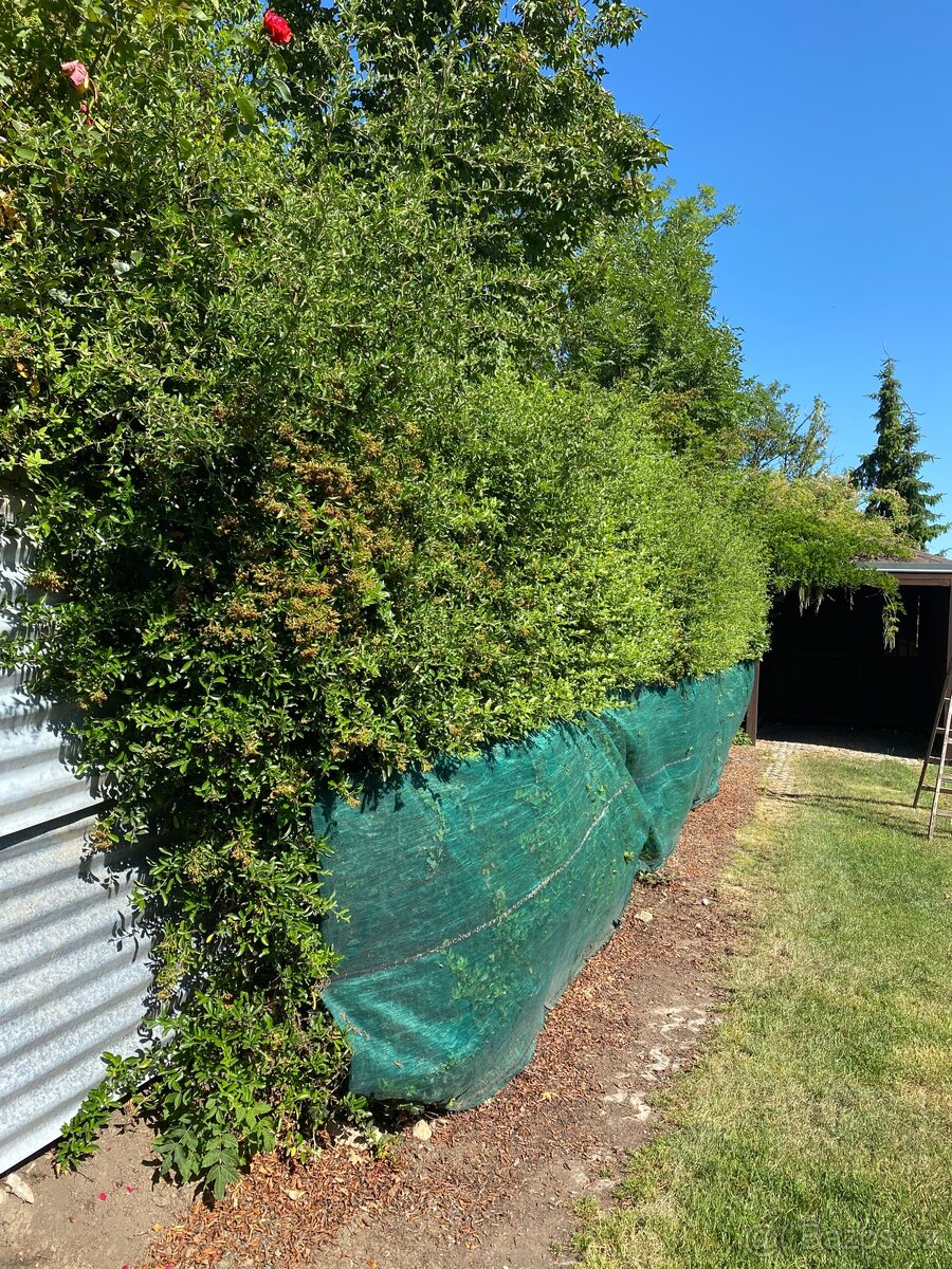 Sekání trávy, údržba zahrad - 13