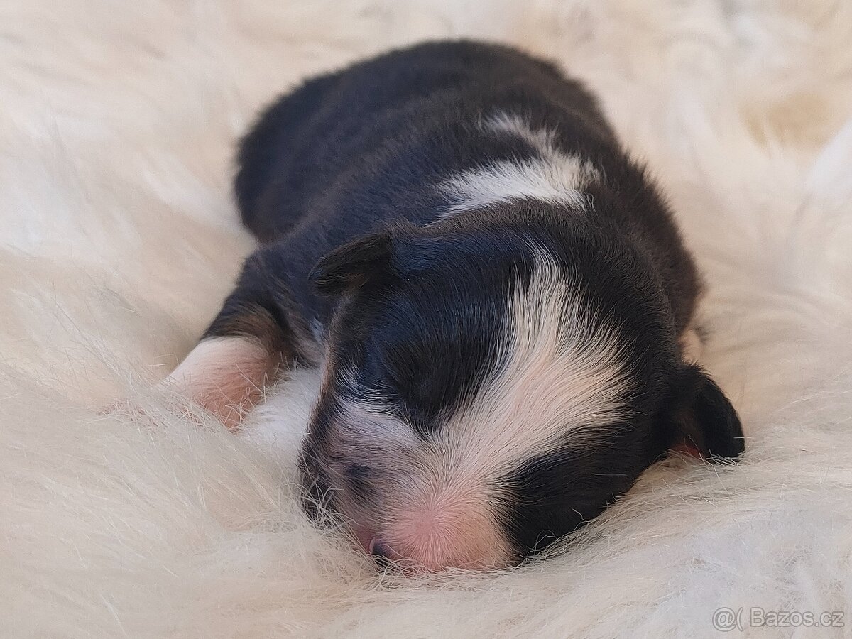 Australský ovčák s PP - štěňátka na prodej - 13