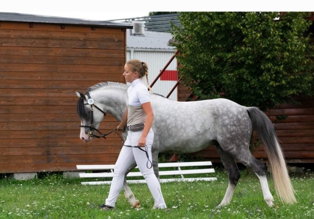 3l klisna Welsh pony B - 13