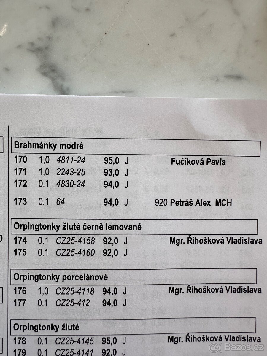 Brahmánka velká modrá a černá - 13