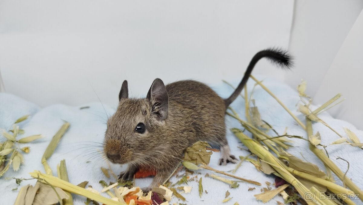 Osmák degu, Osmáci - SAMIČKY - 13