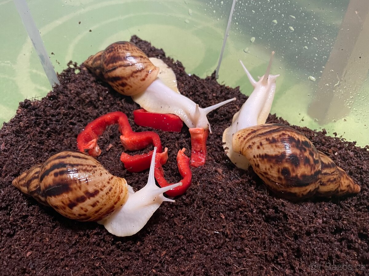 Oblovka síťkovaná (Lissachatina reticulata) 🐌 - 13