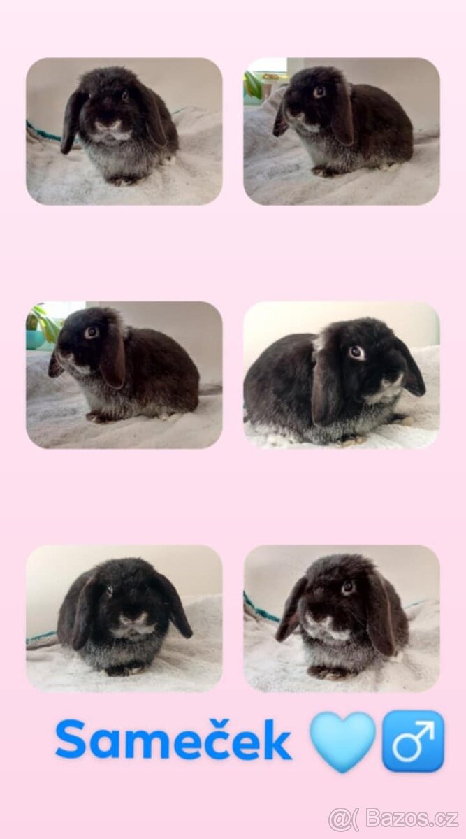 Volný Sameček - Anglický Zakrslý Beránek MiniLop🍑🧡🤍 - 13