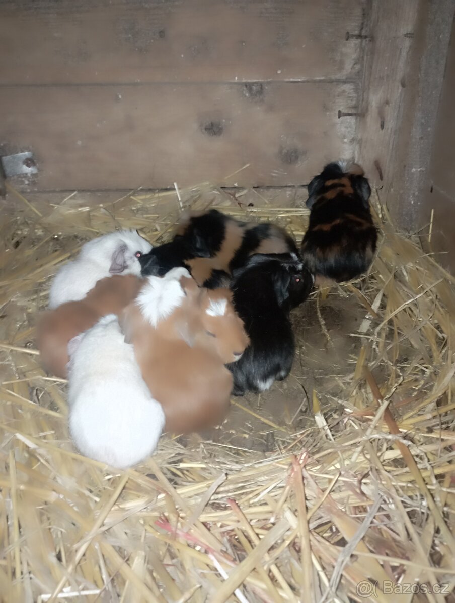 Cuy morčata - 13