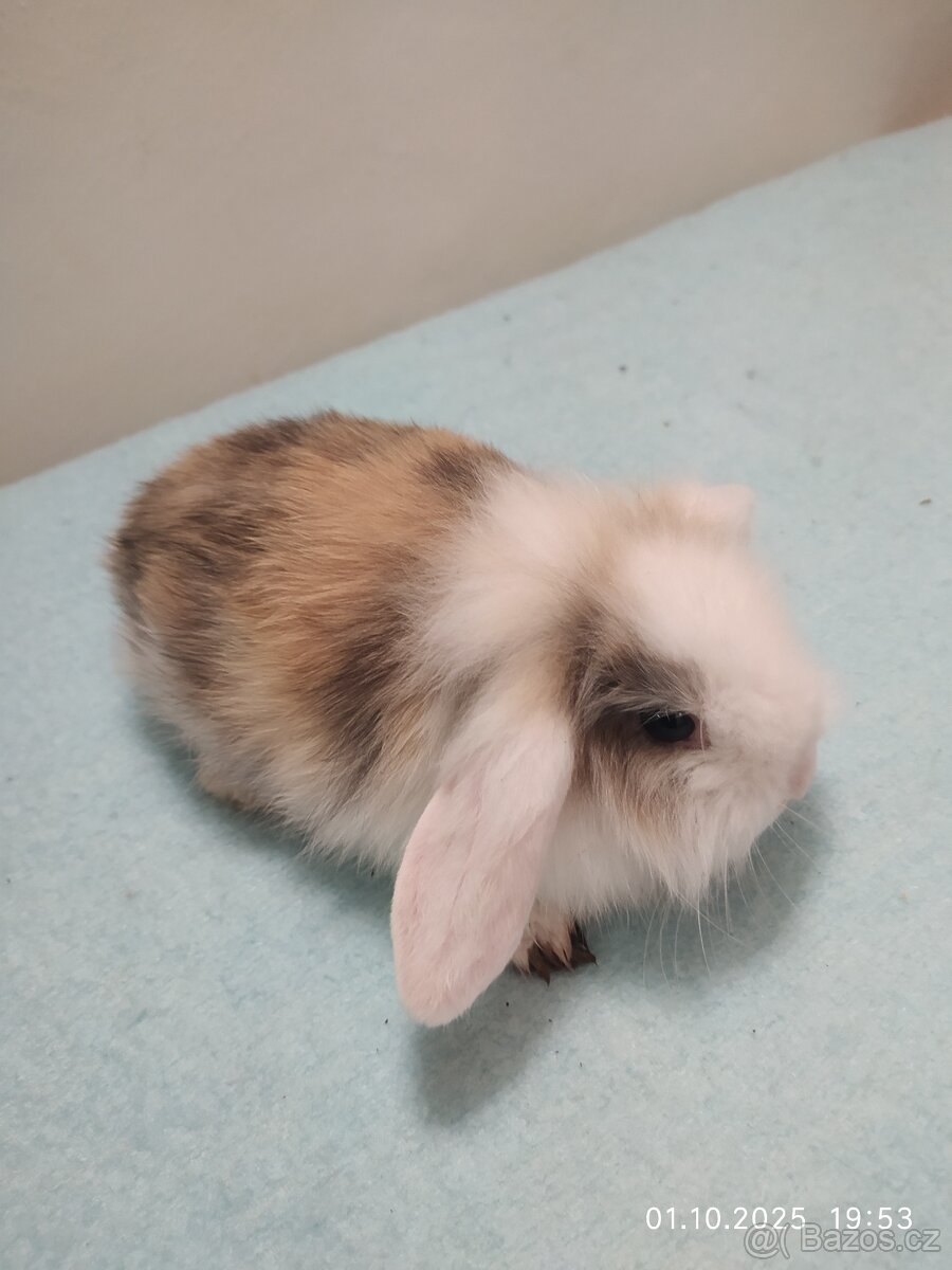 Zakrslí králíčci - 13
