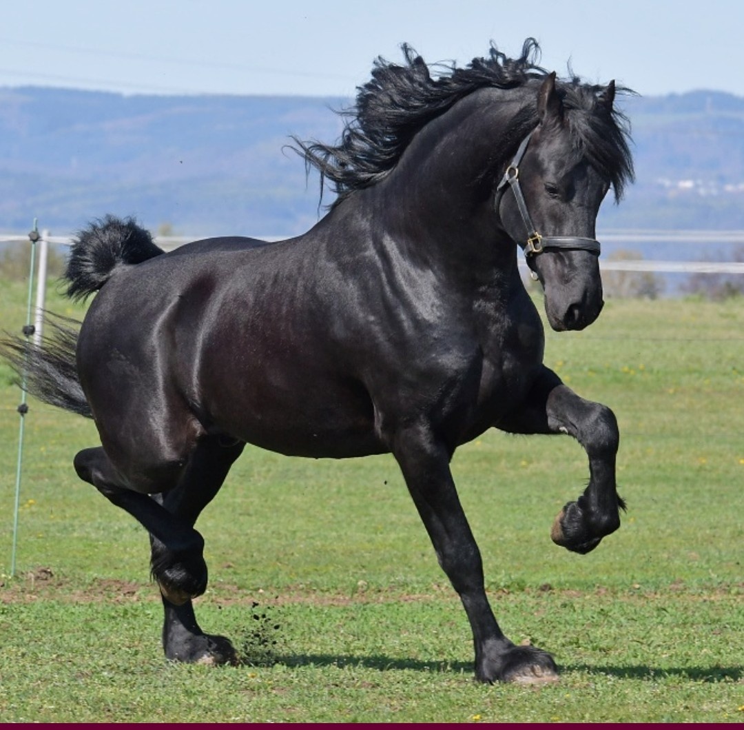 Fríský hřebeček - 13