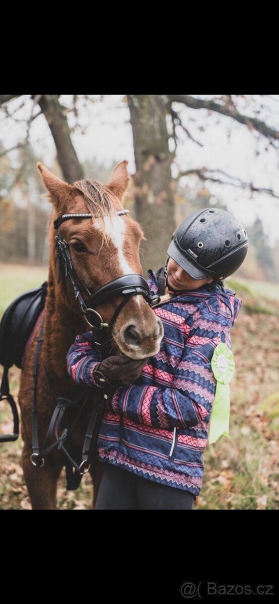 Welsh pony A - 13