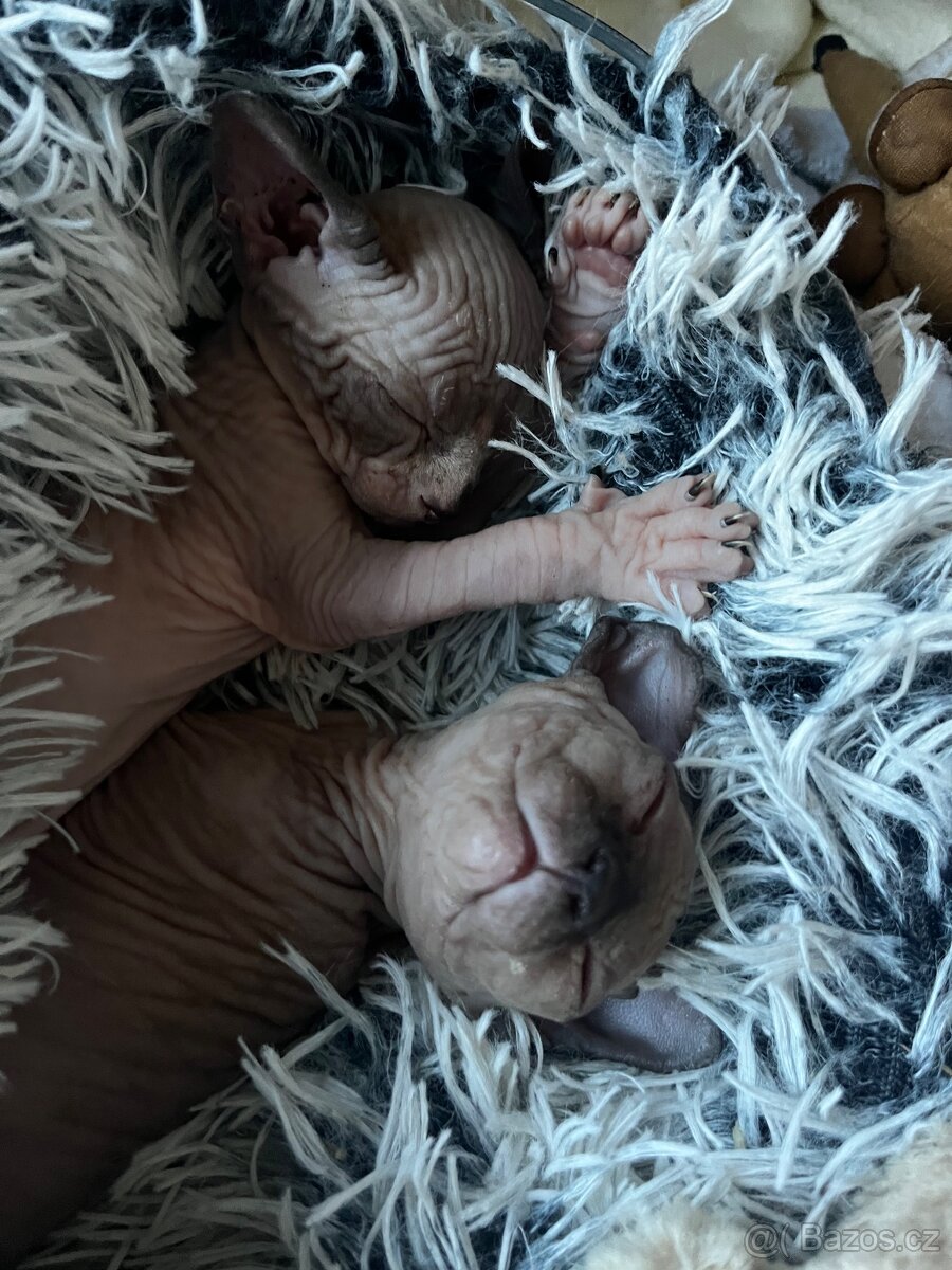 Kanadský sphynx - 13