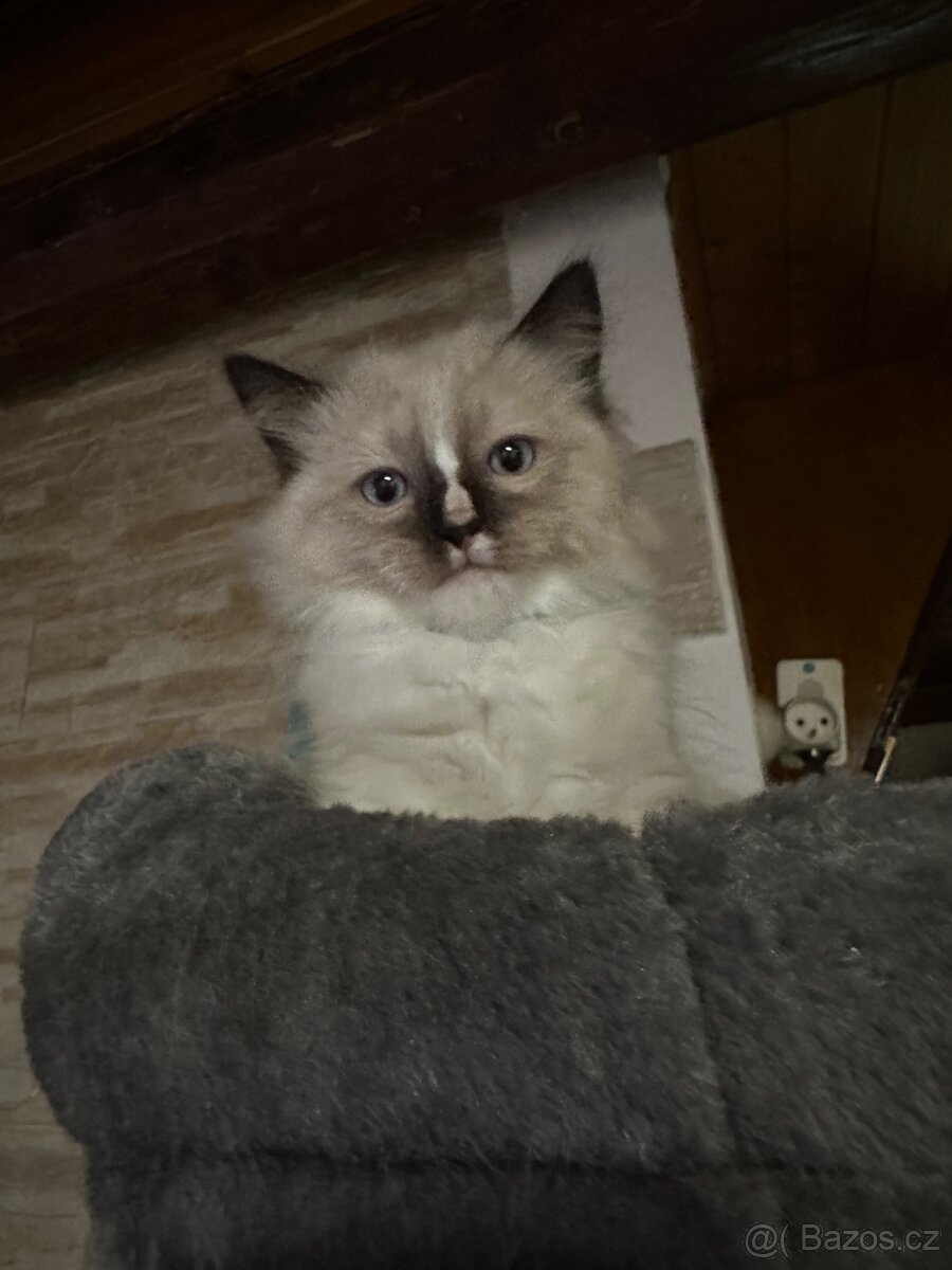 Koťátka Ragdoll - 13