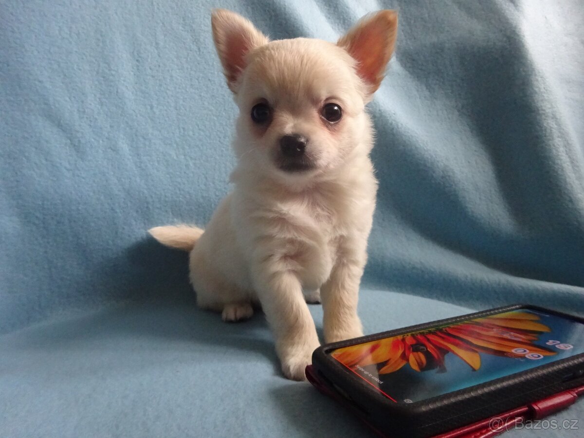 Vrh štěňátek čivava. - 13