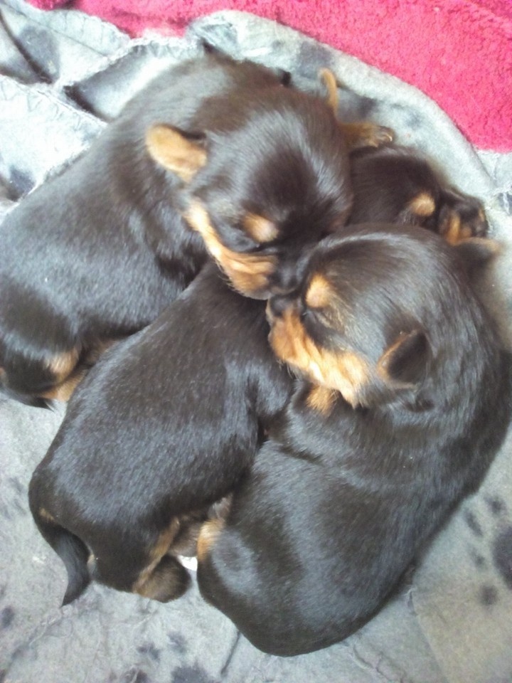 Yorkšírský teriér krytí, připuštění - 13