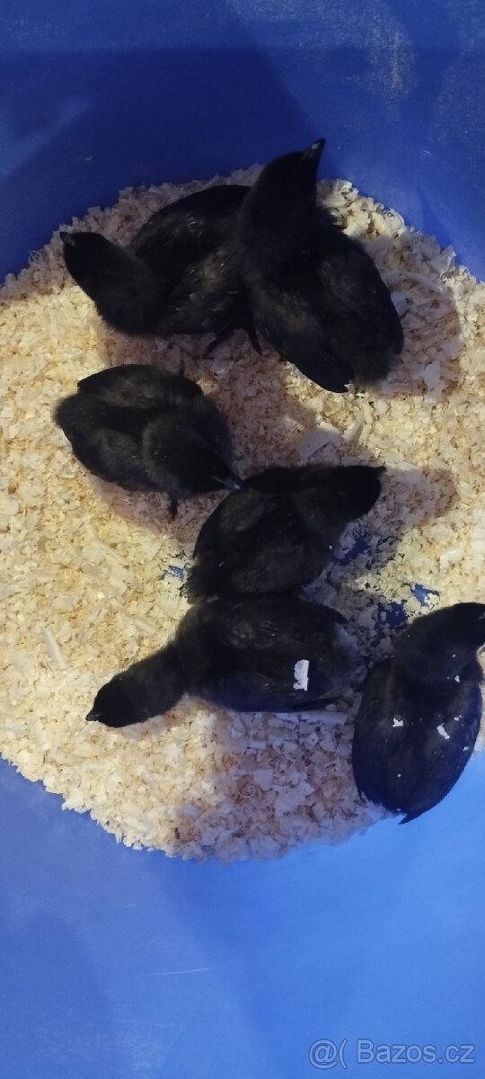 Prodám násadove vejce - 13