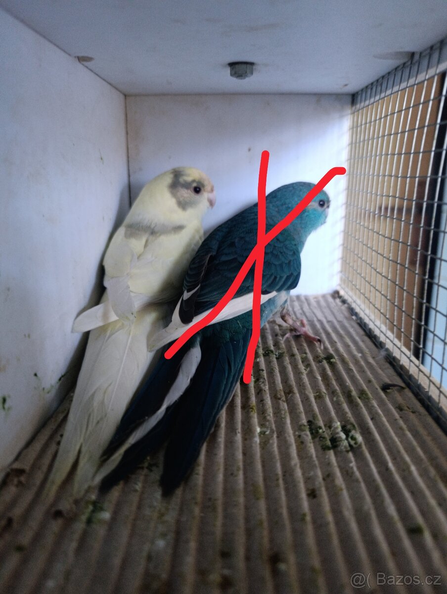 Kakariki - 13
