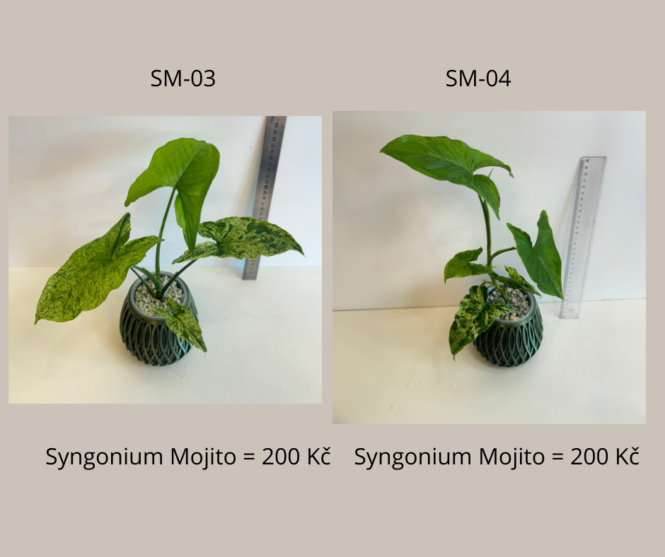 Monstera, Philodendron, Epipremnum, Alocasia - 13
