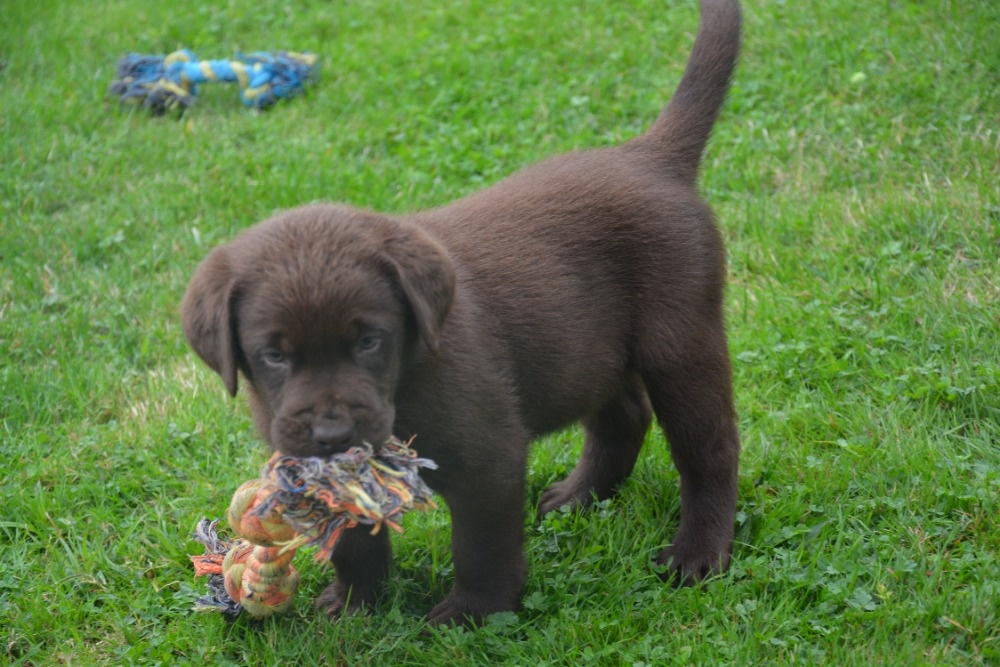 Labrador - 13