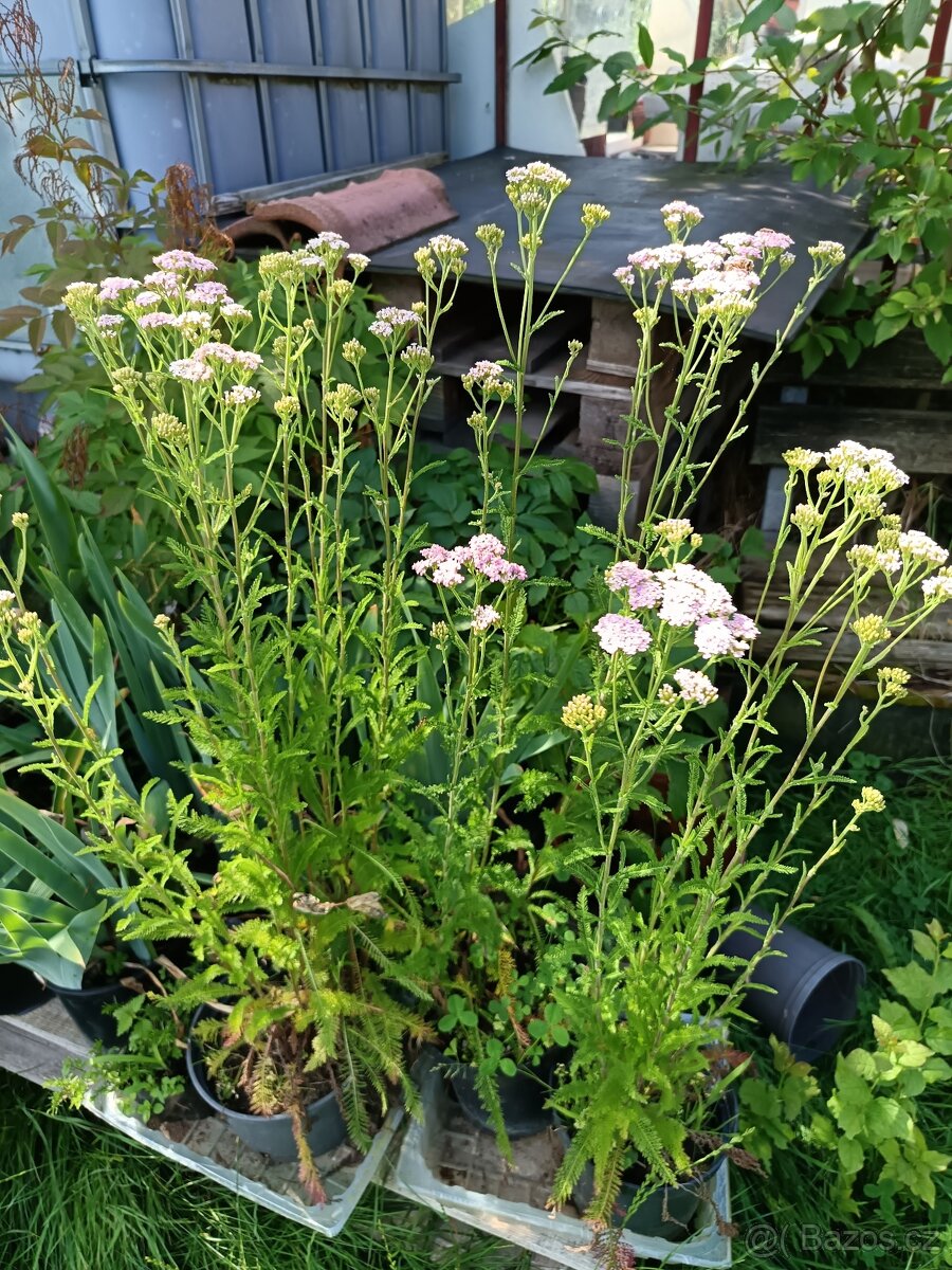 Keře, stromy, trvalky - 13