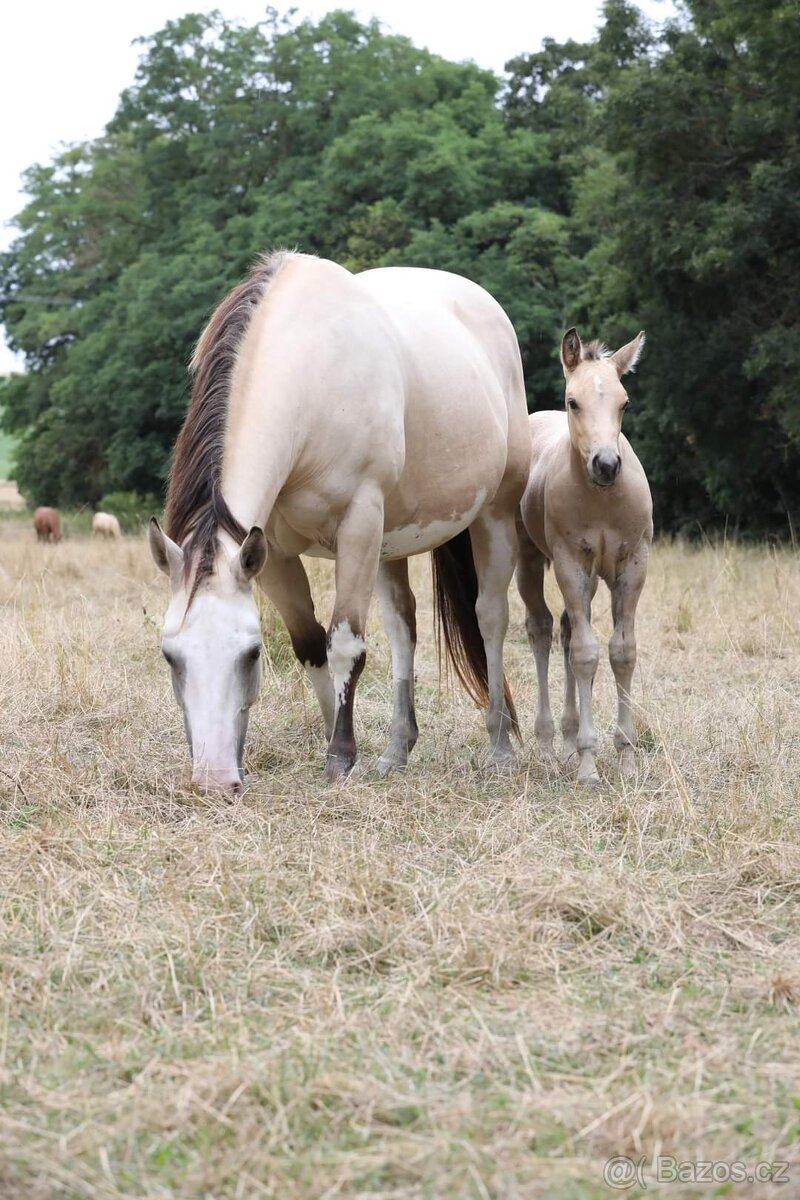 APH buckskin overo kobylka - 13