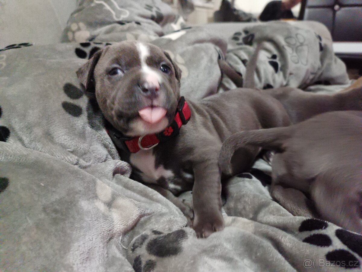 Štěňátka stafordšírský teriér - 13
