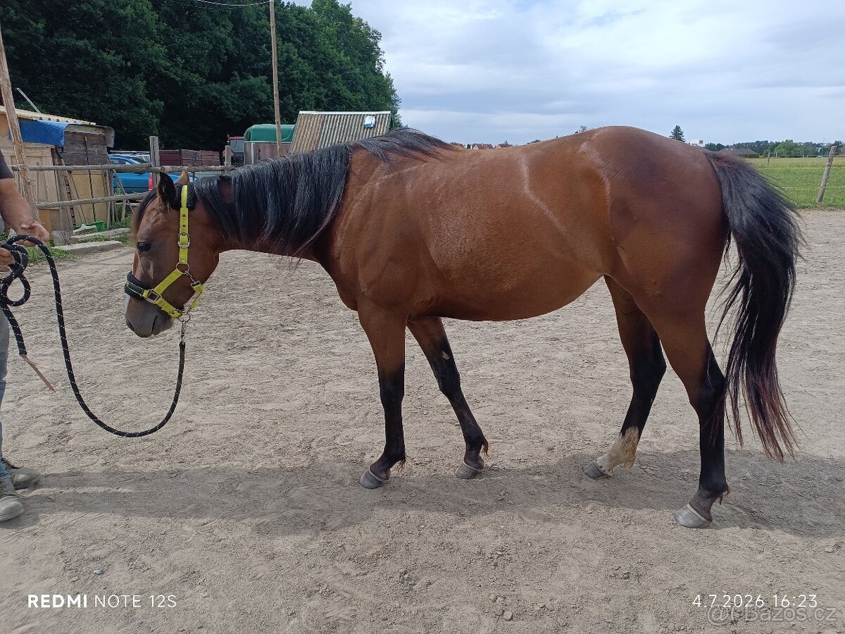 Krásná klisna QH - 13