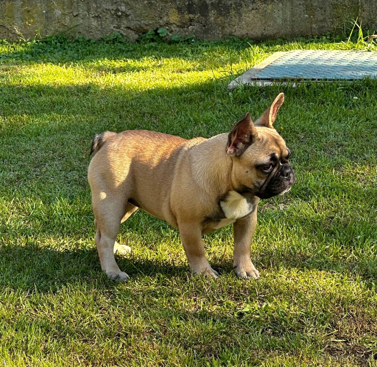 Francouzský buldoček s PP (FCI) - fawn fenečka s rodokmeňom - 13