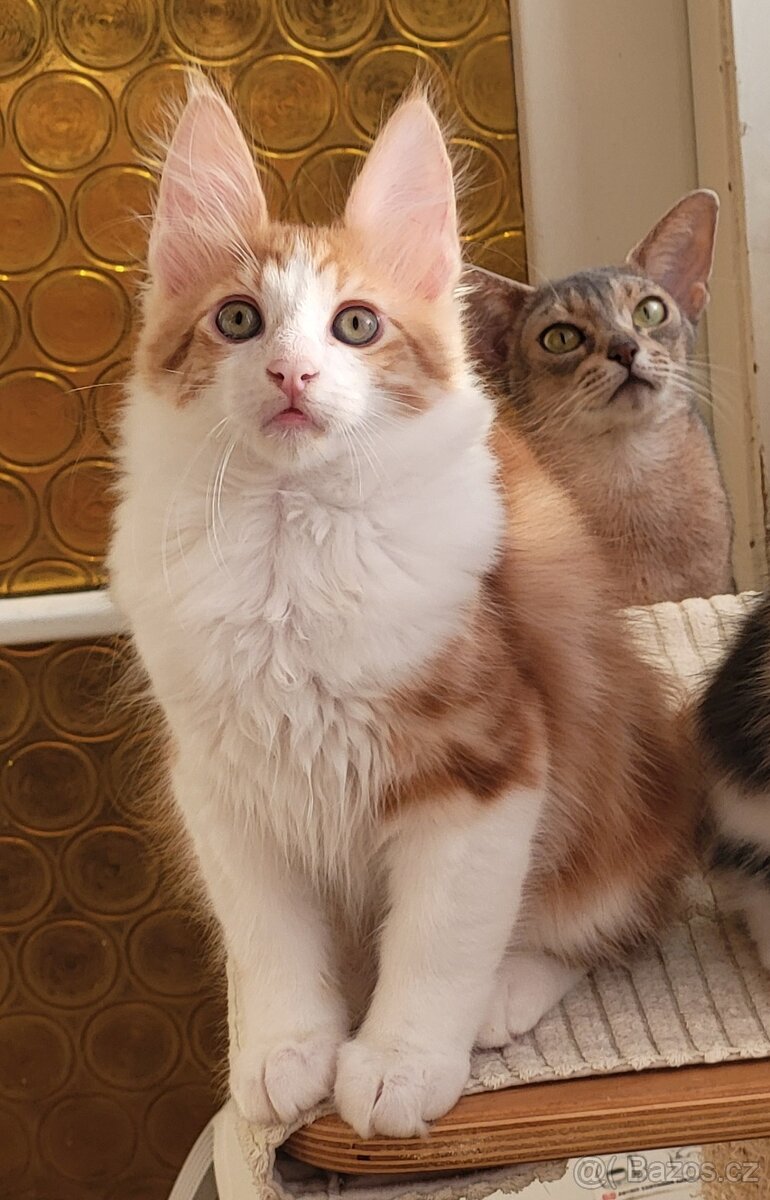 Turecká angora - koťátka s PP - 13