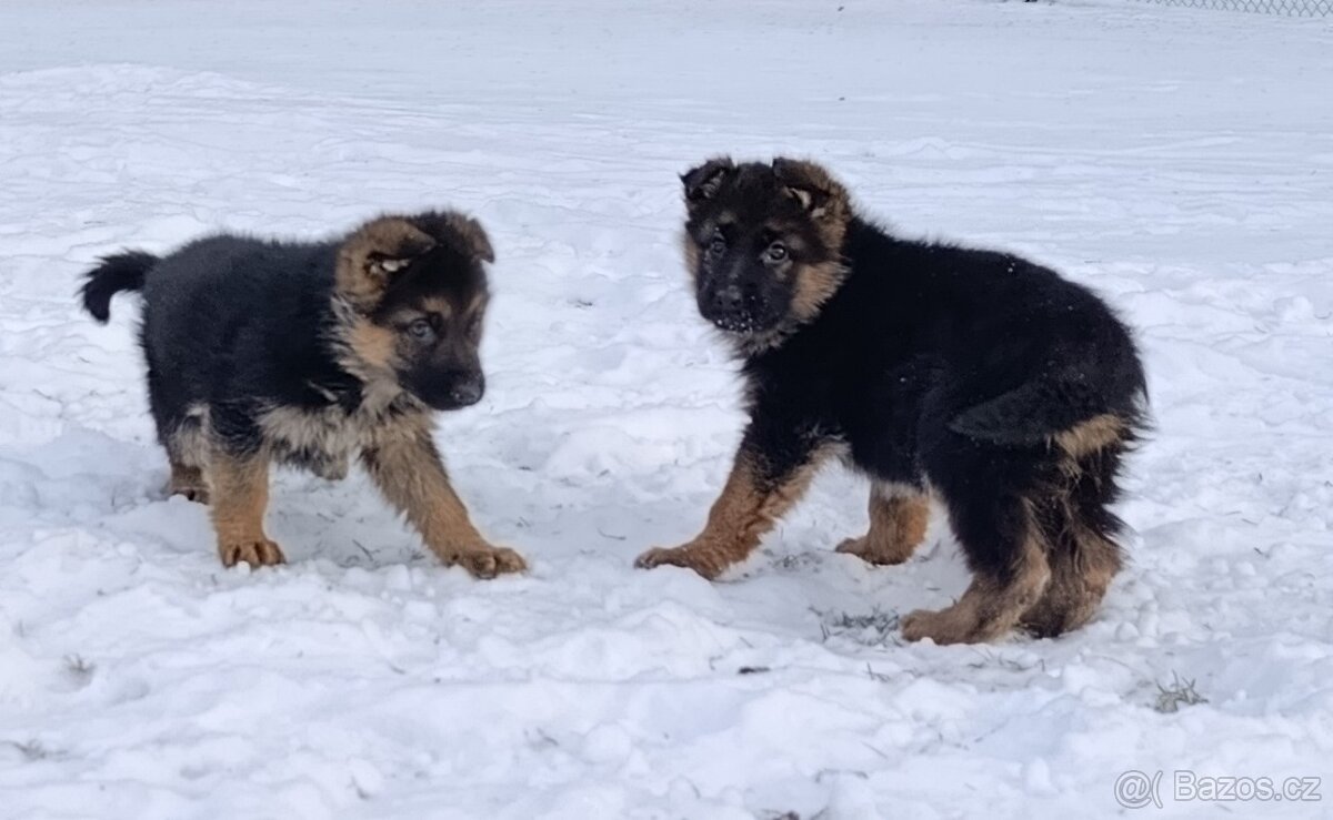 Německý ovčák s PP - 13