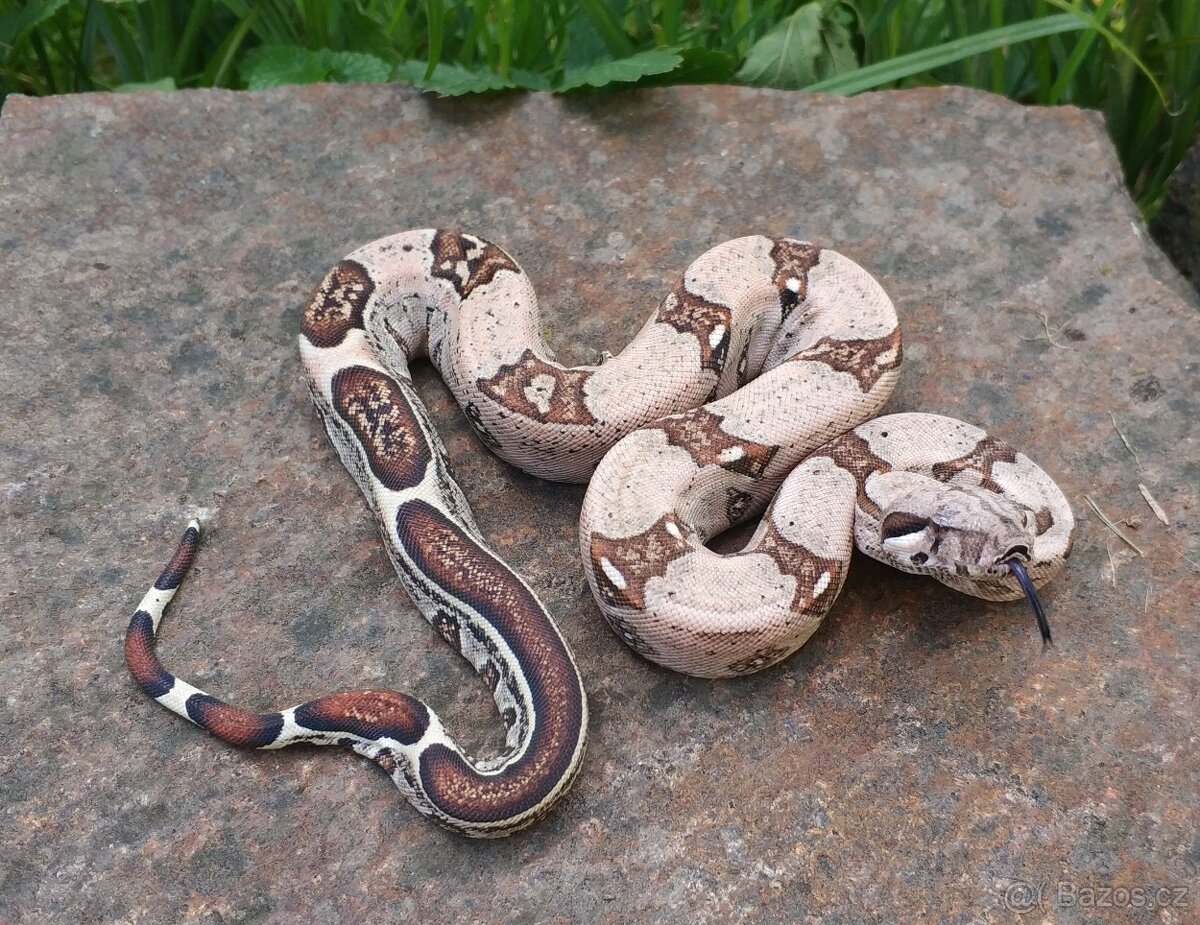 Boa imperator - Normal a Hypo 66% het Sterling VPI - 13