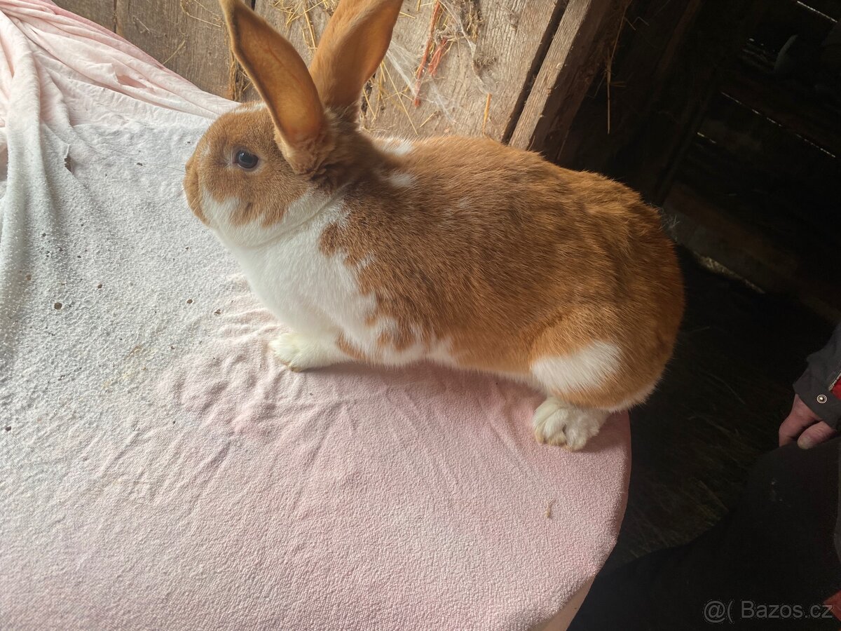 Samice na prodej - 13