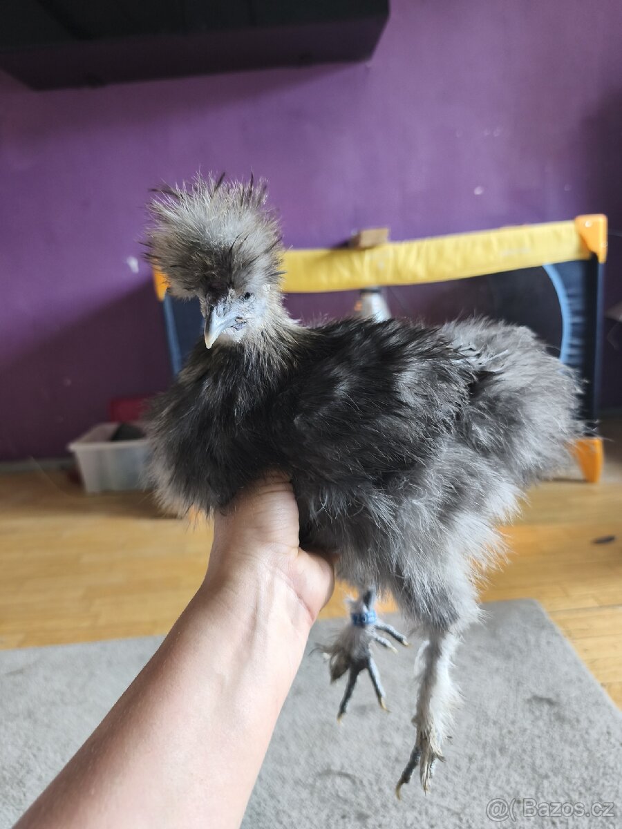 Kohouti a kachna pižmovky - 13