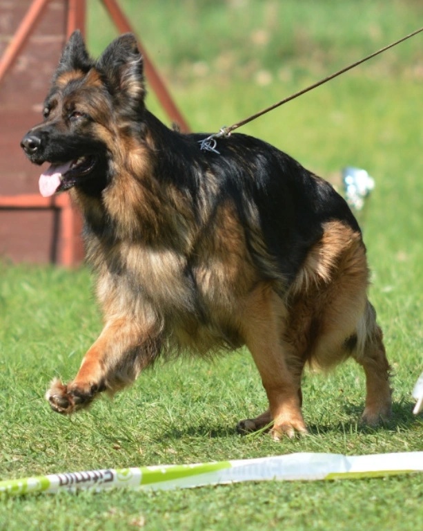 Německý ovčák s PP - 13