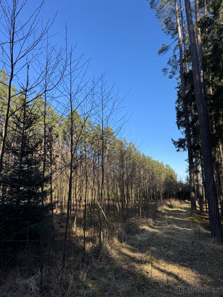 Prodám lesní pozemek v k.ú. Sedlečko u Soběslavě - 13