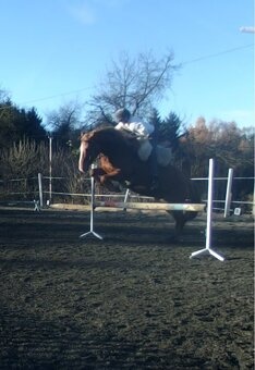 Vycvičený mladý valach - 13