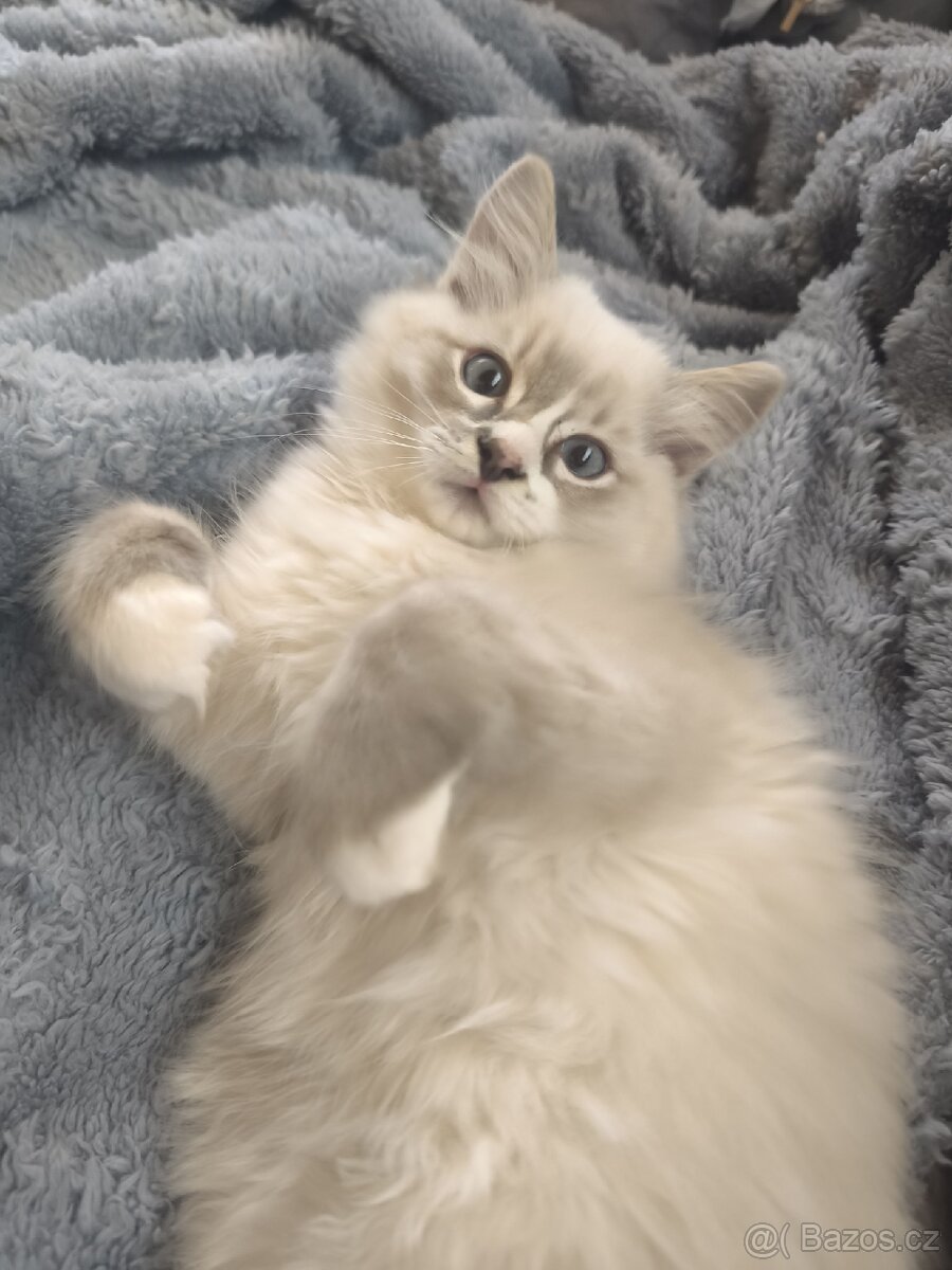 Ragdoll kocourek - 13