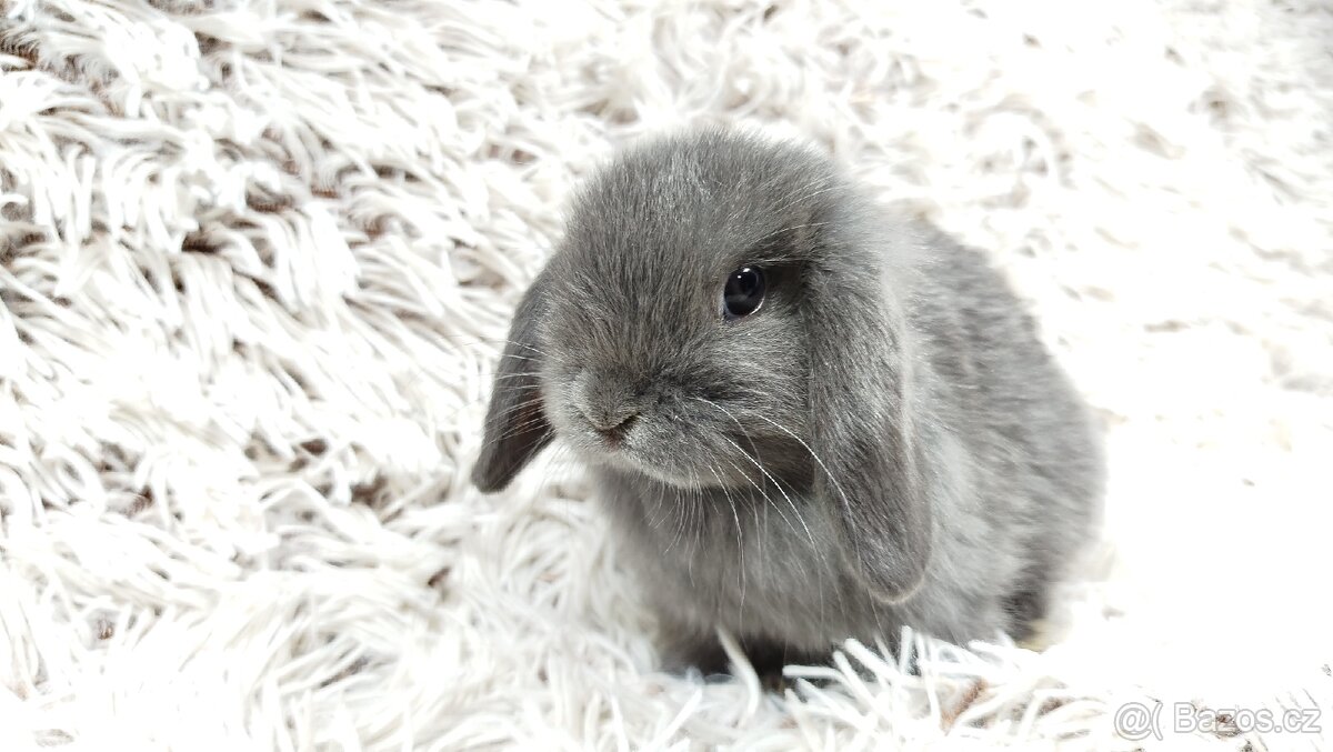 Zakrslý beránek, králíček, králík - KVIDO - 13