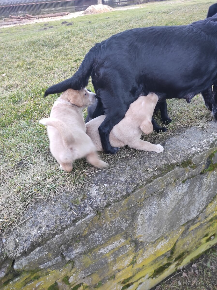 Prodej štěňat - 13