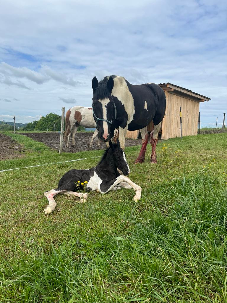 Připouštění černým hřebcem Welsh Cob D - rok 2026 - 13