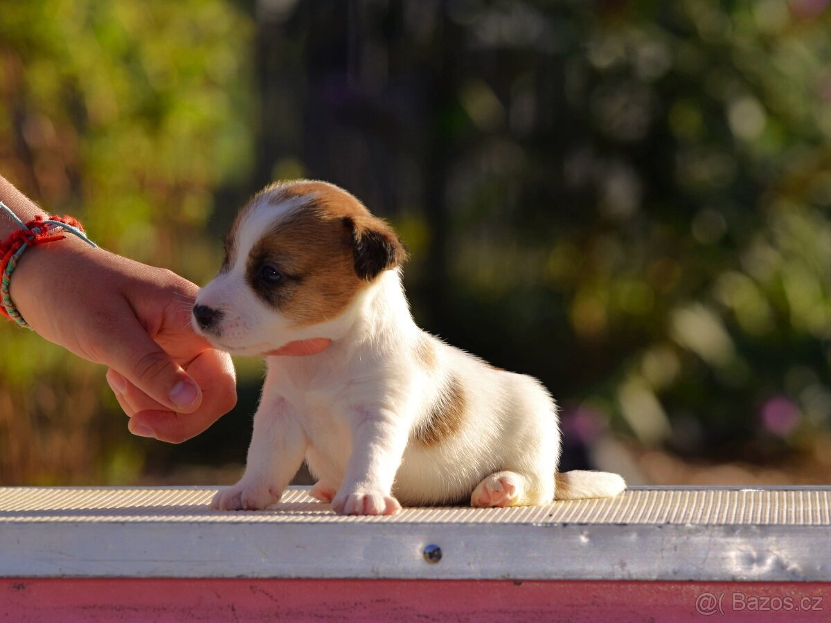 Jack Russel teriér s PP - Aurelius - 13