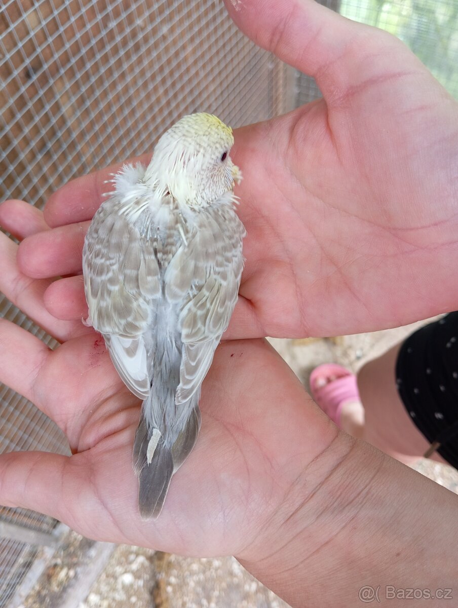 Andulka vlnkovaná - 13