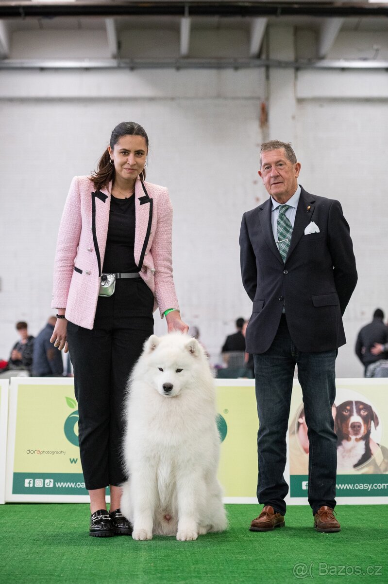 Samojed s PP - psík - 13