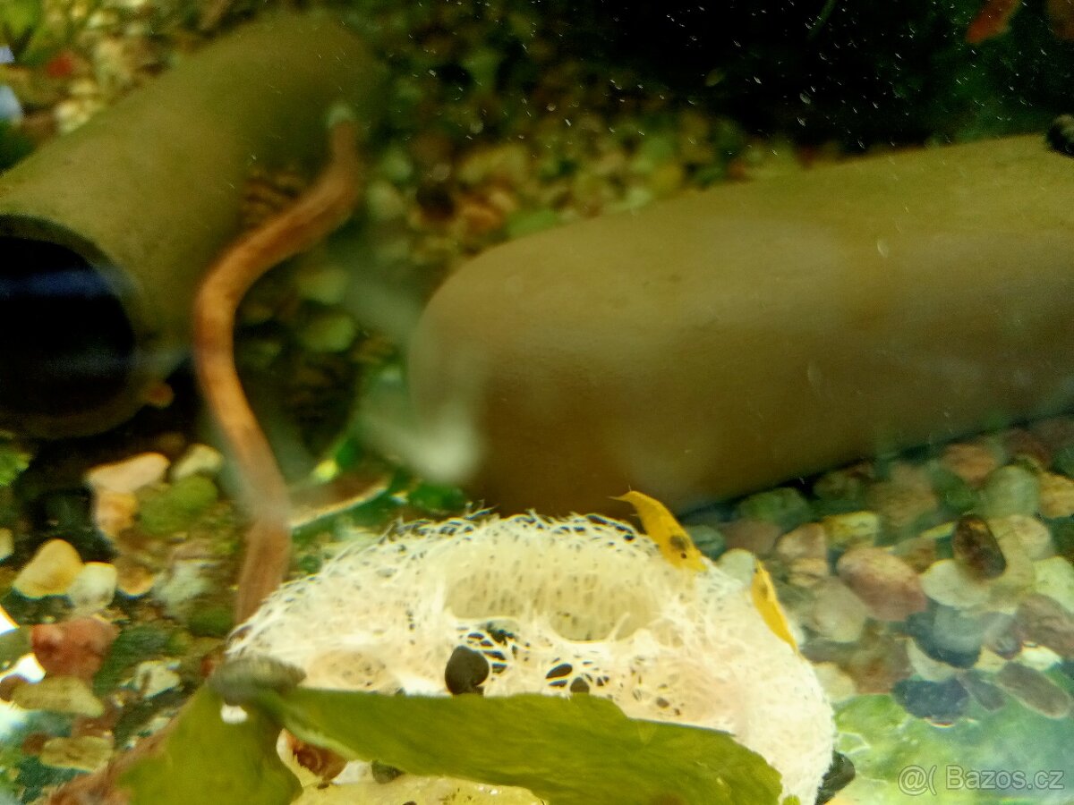 Prodej krevetek a doplňků - 13