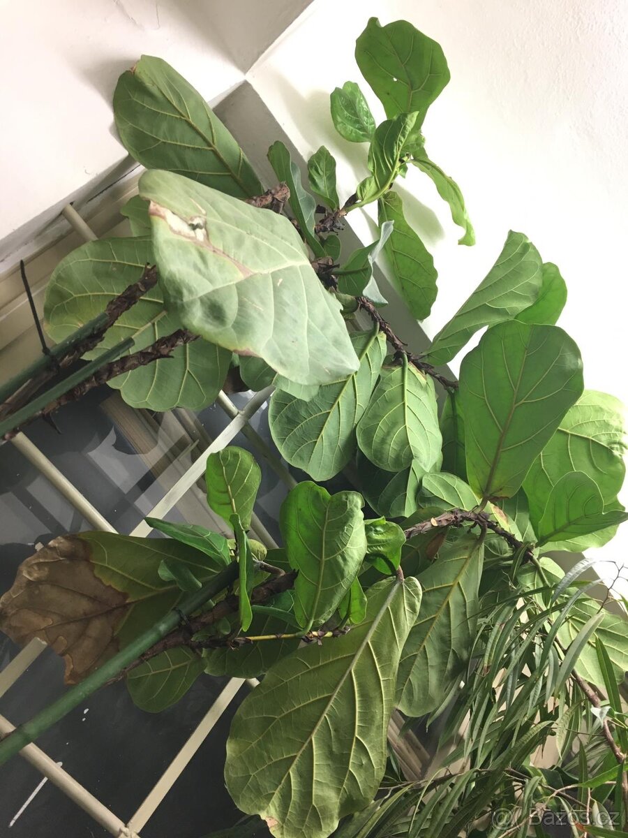 POKOJOVE KVETINY - 13