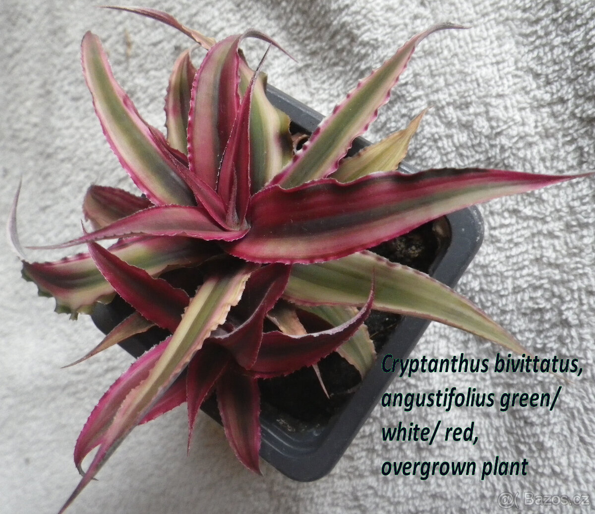 Bromélie Cryptanthus - 13