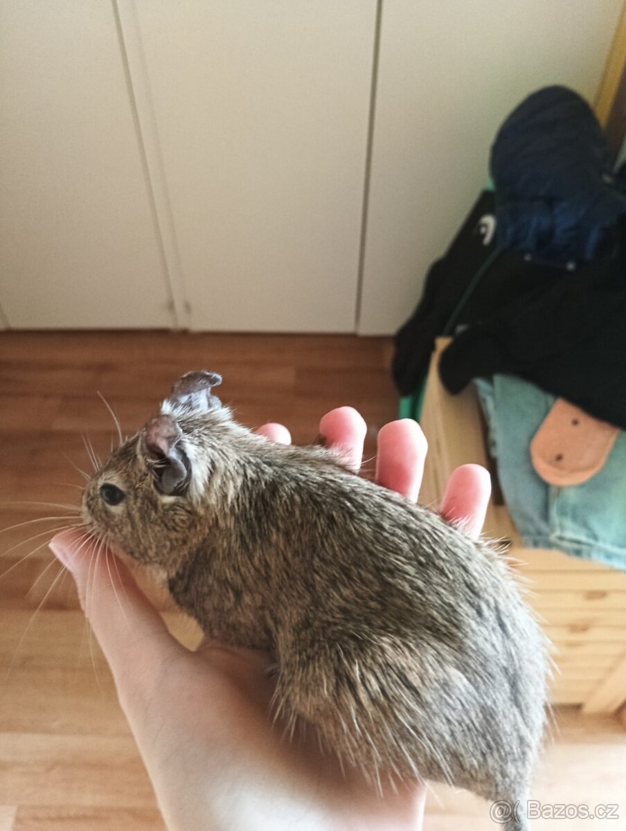 Osmačci s klecí - 13