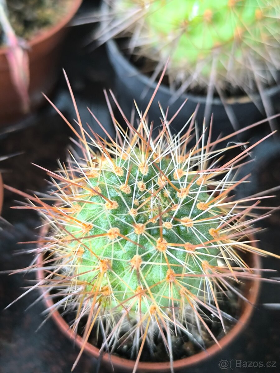 Sukulenty,kaktusy - 13